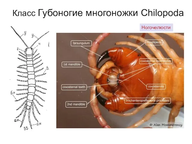 Класс Губоногие многоножки Chilopoda Ногочелюсти