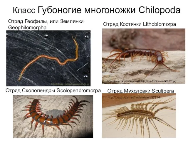 Отряд Костянки Lithobiomorpa Отряд Геофилы, или Землянки Geophilomorpha Отряд Сколопендры