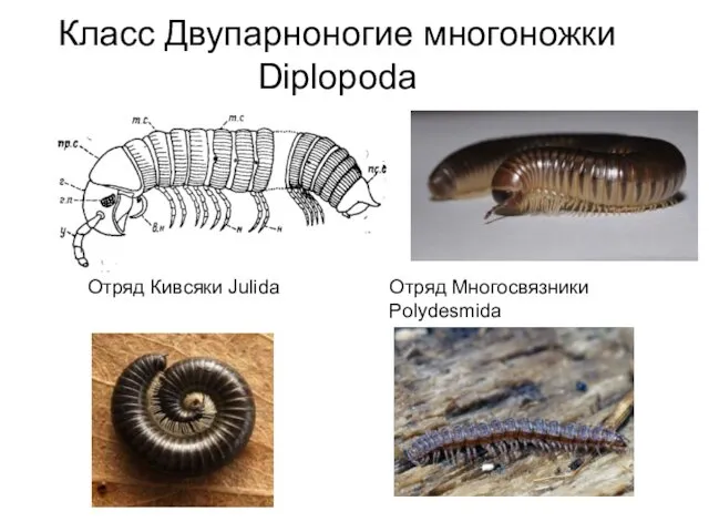 Класс Двупарноногие многоножки Diplopoda Отряд Кивсяки Julida Отряд Многосвязники Polydesmida