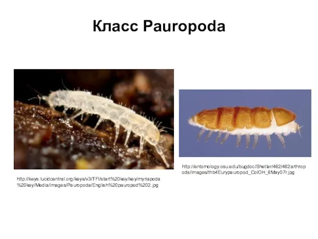 Класс Pauropoda http://keys.lucidcentral.org/keys/v3/TFI/start%20key/key/myriapoda%20key/Media/Images/Pauropoda/English%20pauropod%202.jpg http://entomology.osu.edu/bugdoc/Shetlar/462/462arthropods/images/thb4Eurypauropod_ColOH_6May07r.jpg