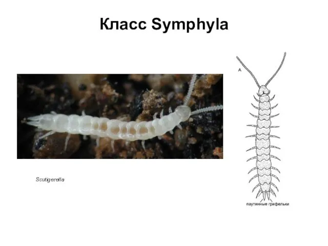 Класс Symphyla Scutigerella