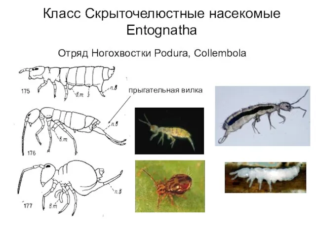 Класс Скрыточелюстные насекомые Entognatha Отряд Ногохвостки Podura, Collembola прыгательная вилка