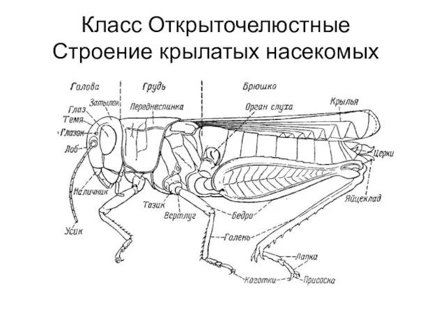 Класс Открыточелюстные Строение крылатых насекомых