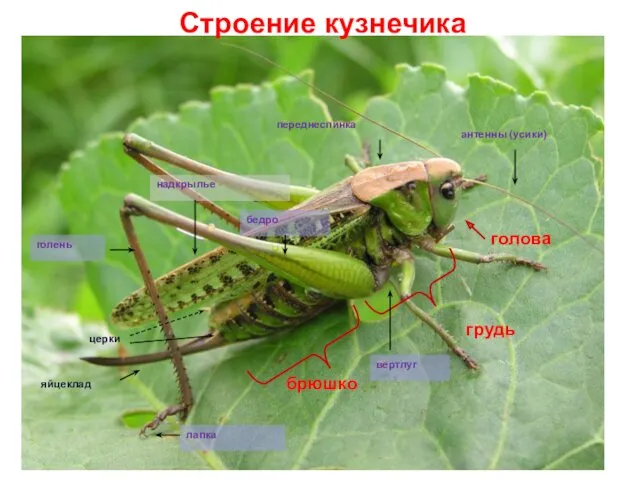 Строение кузнечика голова грудь брюшко переднеспинка яйцеклад антенны (усики) надкрылье бедро голень лапка вертлуг церки