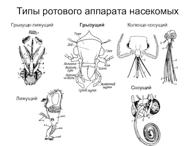 Типы ротового аппарата насекомых Грызущий Колюще-сосущий Грызуще-лижущий Сосущий Лижущий Сосущий