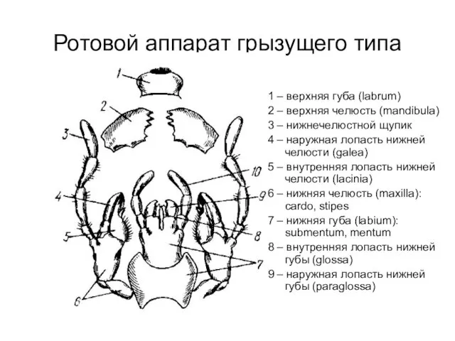 Ротовой аппарат грызущего типа 1 – верхняя губа (labrum) 2