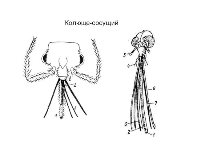 Колюще-сосущий