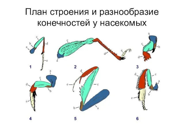 План строения и разнообразие конечностей у насекомых