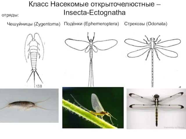 Класс Насекомые открыточелюстные – Insecta-Ectognatha Чешуйницы (Zygentoma) Подёнки (Ephemeroptera) Стрекозы (Odonata) отряды: