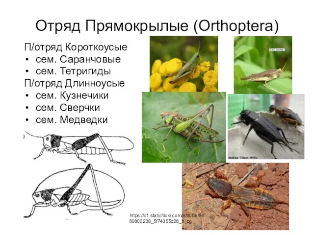 Отряд Прямокрылые (Orthoptera) П/отряд Короткоусые сем. Саранчовые сем. Тетригиды П/отряд