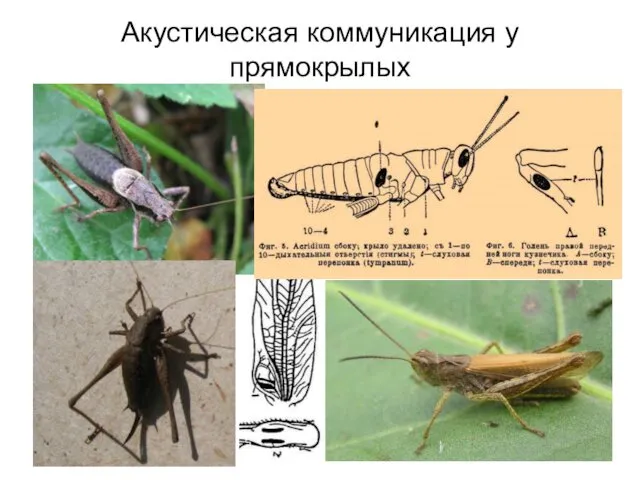 Акустическая коммуникация у прямокрылых