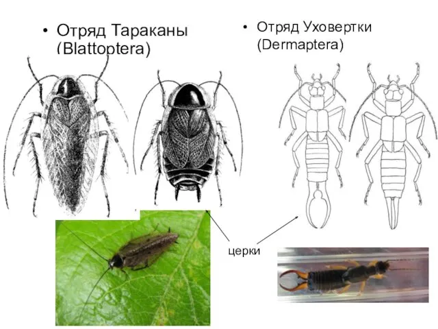 Отряд Тараканы (Blattoptera) Отряд Уховертки (Dermaptera) церки