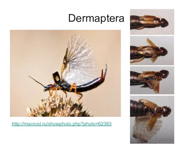 Dermaptera http://macroid.ru/showphoto.php?photo=62383