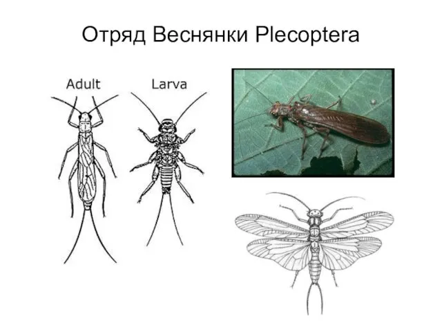 Отряд Веснянки Plecoptera