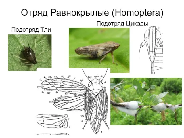 Отряд Равнокрылые (Homoptera) Подотряд Цикады Подотряд Тли