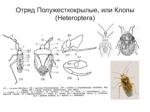 Отряд Полужесткокрылые, или Клопы (Heteroptera)