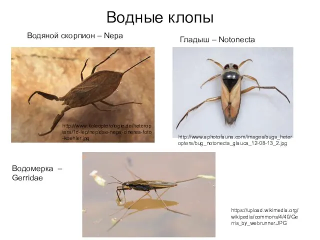 Водные клопы http://www.koleopterologie.de/heteroptera/1d-lep/nepidae-nepa-cinerea-foto-koehler.jpg http://www.aphotofauna.com/images/bugs_heteroptera/bug_notonecta_glauca_12-08-13_2.jpg https://upload.wikimedia.org/wikipedia/commons/4/40/Gerris_by_webrunner.JPG Водяной скорпион – Nepa Гладыш – Notonecta Водомерка – Gerridae