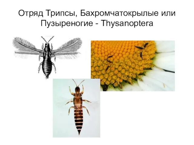 Отряд Трипсы, Бахромчатокрылые или Пузыреногие - Thysanoptera