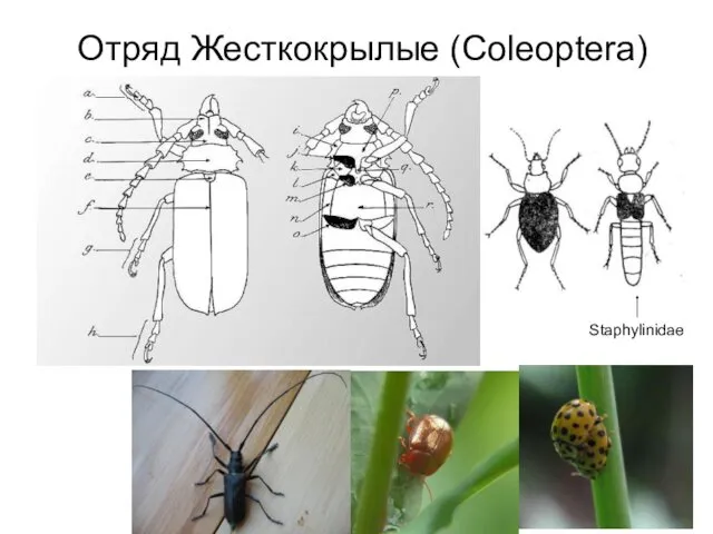 Отряд Жесткокрылые (Coleoptera) Staphylinidae