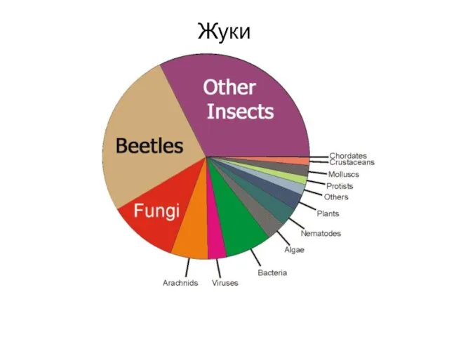 Жуки