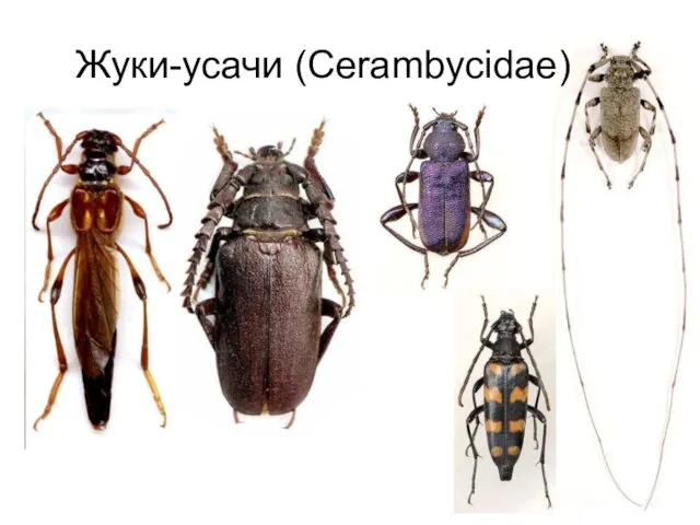 Жуки-усачи (Cerambycidae)