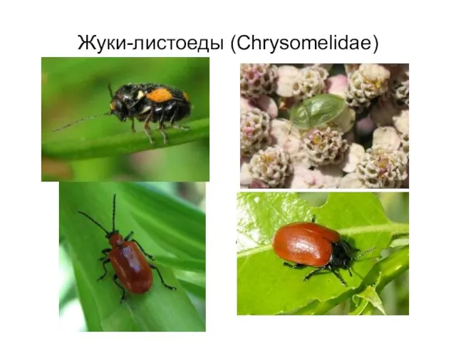 Жуки-листоеды (Chrysomelidae) Cassida denticollis Sffr.