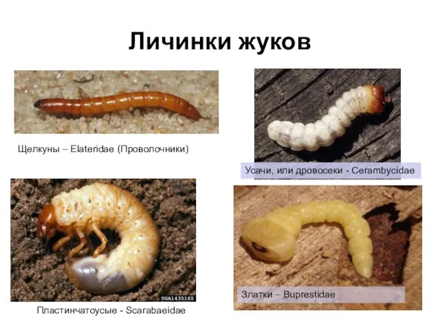 Личинки жуков Щелкуны – Elateridae (Проволочники) Пластинчатоусые - Scarabaeidae Златки