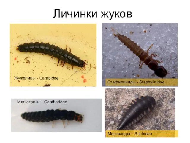 Личинки жуков Мягкотелки – Cantharidae Жужелицы - Carabidae Стафилиниды - Staphylinidae Мертвоеды – Silphidae