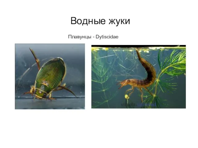 Водные жуки Плавунцы - Dytiscidae