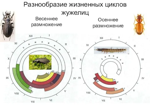 Разнообразие жизненных циклов жужелиц Весеннее размножение Осеннее размножение