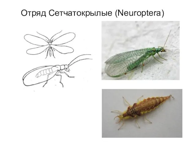 Отряд Сетчатокрылые (Neuroptera)