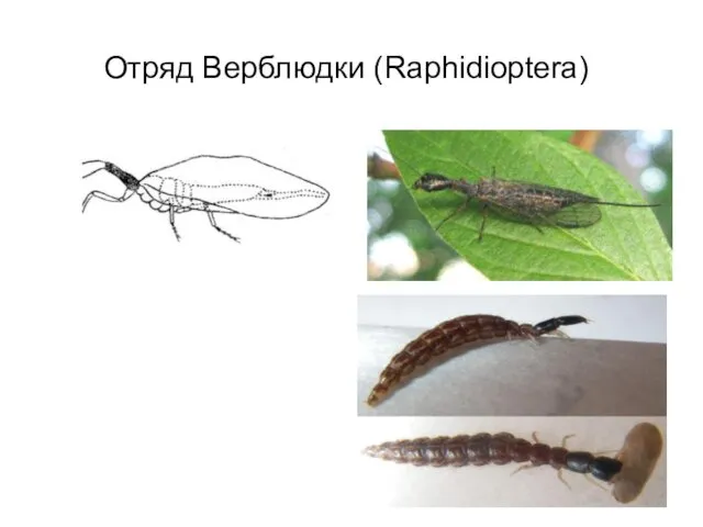 Отряд Верблюдки (Raphidioptera)