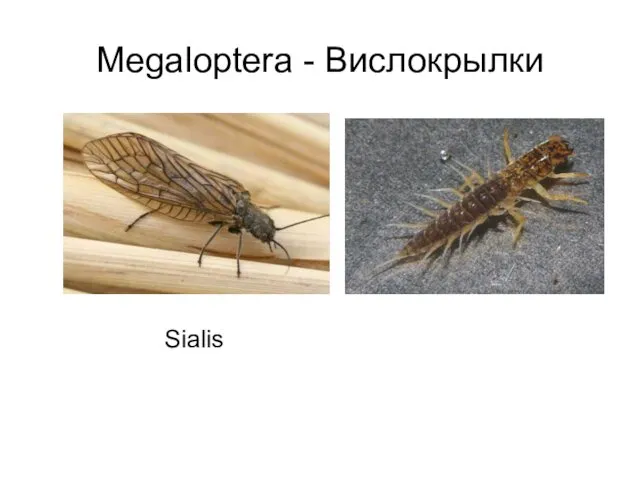 Megaloptera - Вислокрылки Sialis