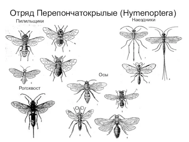 Пилильщики Наездники Осы Рогохвост Отряд Перепончатокрылые (Hymenoptera)