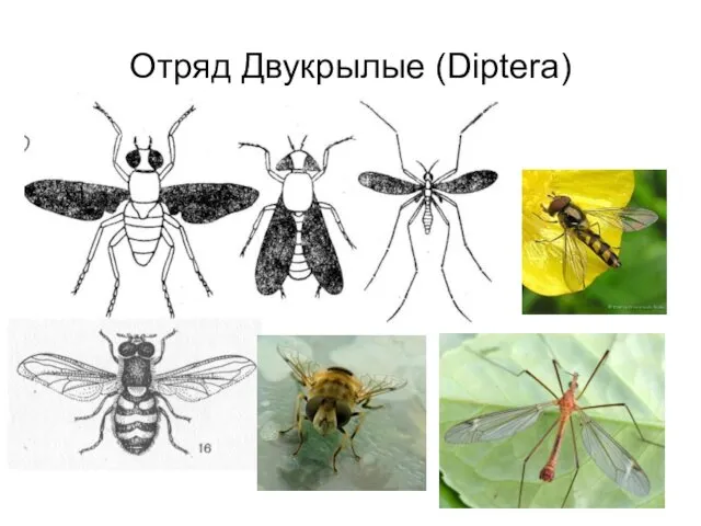 Отряд Двукрылые (Diptera)