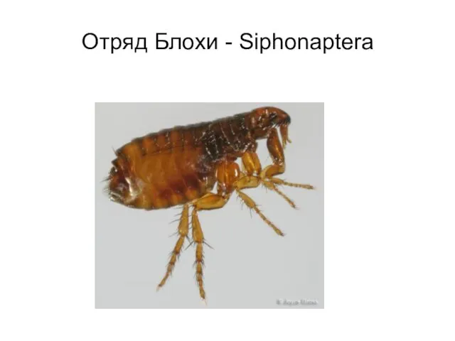 Отряд Блохи - Siphonaptera