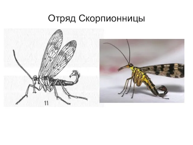 Отряд Скорпионницы