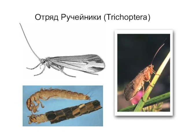 Отряд Ручейники (Trichoptera)