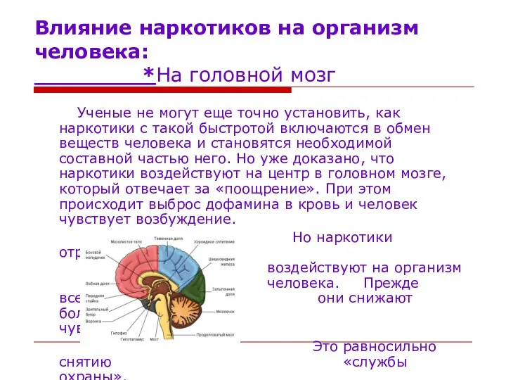 Влияние наркотиков на организм человека: *На головной мозг Ученые не