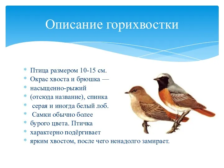 Птица размером 10-15 см. Окрас хвоста и брюшка — насыщенно-рыжий