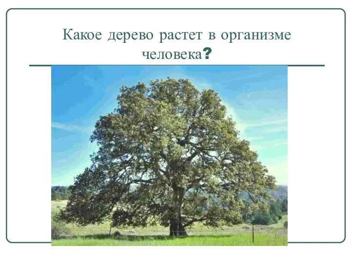Какое дерево растет в организме человека?