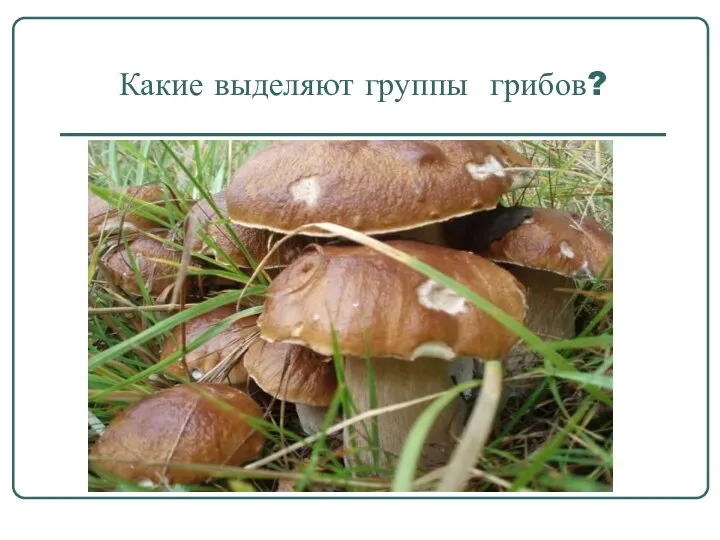 Какие выделяют группы грибов?