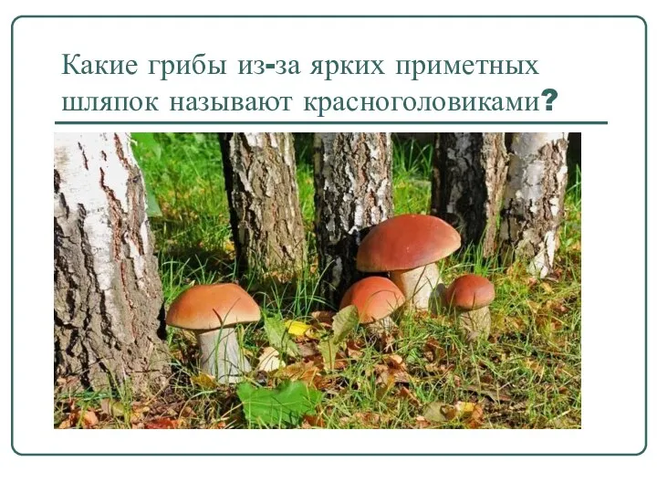 Какие грибы из-за ярких приметных шляпок называют красноголовиками?