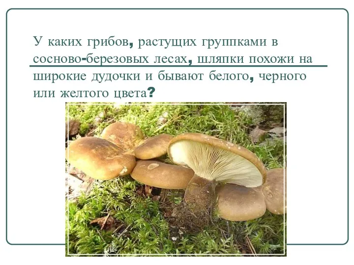 У каких грибов, растущих группками в сосново-березовых лесах, шляпки похожи