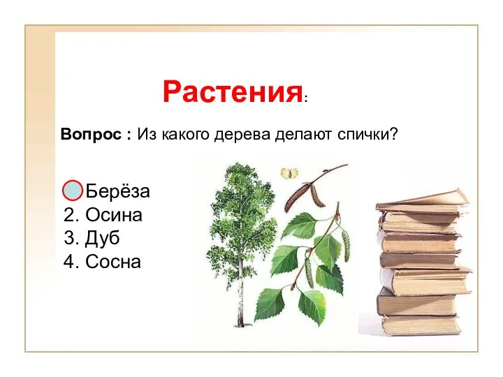 Растения: Вопрос : Из какого дерева делают спички? 1. Берёза 2. Осина 3. Дуб 4. Сосна