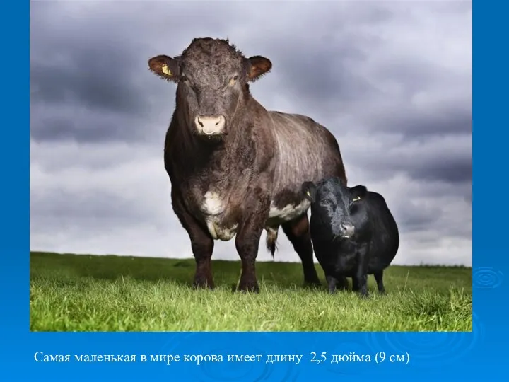 Самая маленькая в мире корова имеет длину 2,5 дюйма (9 см)