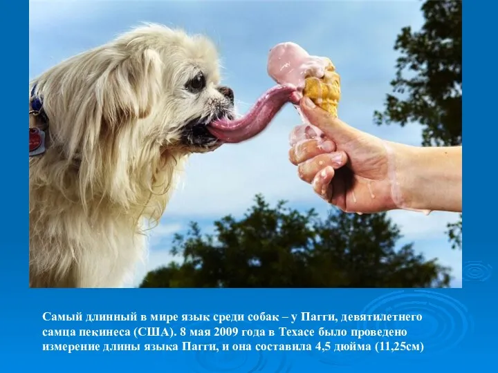 Самый длинный в мире язык среди собак – у Пагги, девятилетнего самца пекинеса