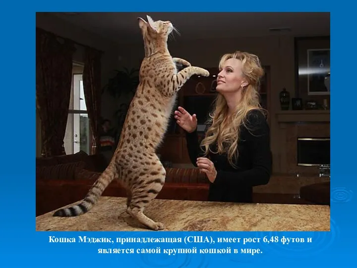 Кошка Мэджик, принадлежащая (США), имеет рост 6,48 футов и является самой крупной кошкой в мире.