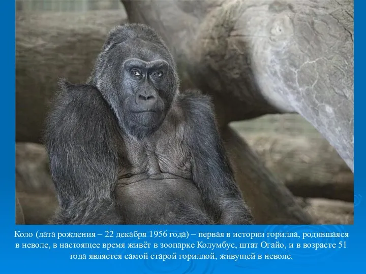 Коло (дата рождения – 22 декабря 1956 года) – первая в истории горилла,