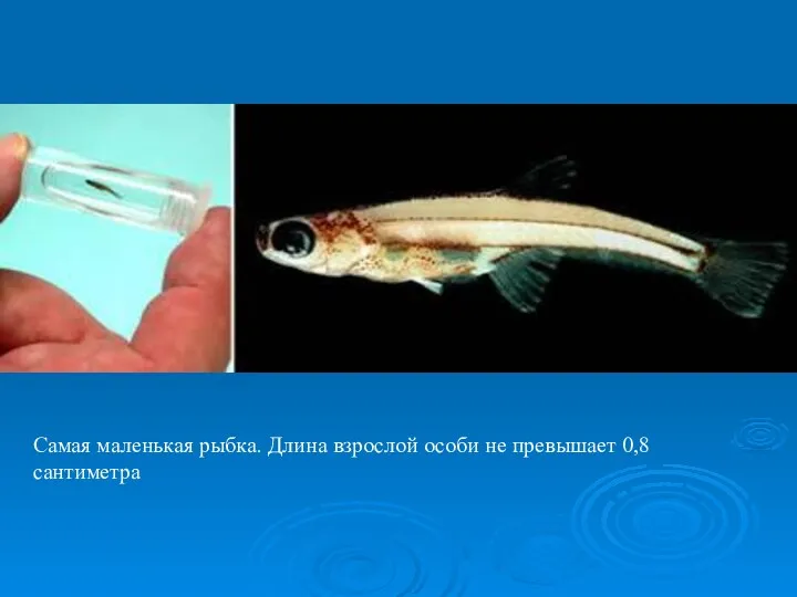 Самая маленькая рыбка. Длина взрослой особи не превышает 0,8 сантиметра